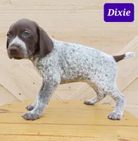 Dixie, a female German Shorthaired Pointer for sale in Elberta, AL – Photo 1 of 5