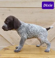 Dixie, a female German Shorthaired Pointer for sale in Elberta, AL – Photo 5 of 5