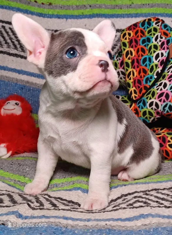 LULU, a female Frenchton for sale in Elberta, AL – Photo 1 of 9