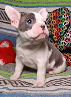 LULU, a female Frenchton for sale in Elberta, AL – Photo 1 of 9