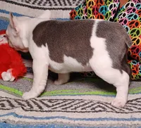 LULU, a female Frenchton for sale in Elberta, AL – Photo 3 of 9