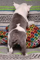 LULU, a female Frenchton for sale in Elberta, AL – Photo 8 of 9