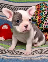 LULU, a female Frenchton for sale in Elberta, AL – Photo 2 of 9