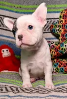 LULU, a female Frenchton for sale in Elberta, AL – Photo 5 of 9