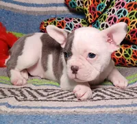 LULU, a female Frenchton for sale in Elberta, AL – Photo 7 of 9