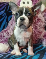 Bubba, a male Frenchton for sale in Elberta, AL – 4 of 9