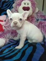 Sugar, a female Frenchton for sale in Elberta, AL – 8 of 10