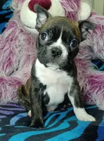 Bodie, a male Frenchton for sale in Elberta, AL – 4 of 8