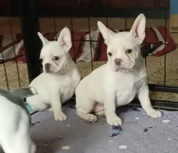 Moony, a male Frenchton for sale in Elberta, AL – 4 of 7