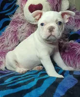 Lex, a male Frenchton for sale in Elberta, AL – 9 of 10