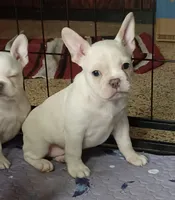 Moony, a male Frenchton for sale in Elberta, AL – 3 of 7