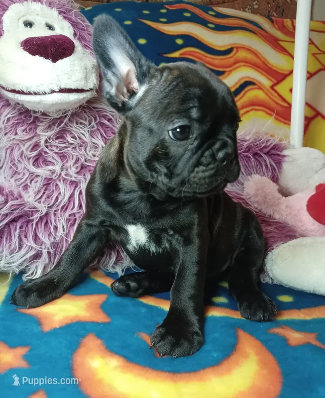 Pepper – Frenchton puppy for sale in Elberta, AL
