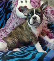Bubba, a male Frenchton for sale in Elberta, AL – 2 of 9