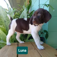 Luna, a female German Shorthaired Pointer for sale in Elberta, AL – 3 of 7