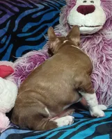 Beau, a male Frenchton for sale in Elberta, AL – 4 of 10