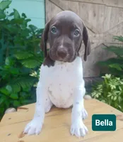 Bella, a female German Shorthaired Pointer for sale in Elberta, AL – 5 of 8