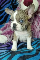 Dolly , a female Frenchton for sale in Elberta, AL – 8 of 9