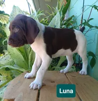 Luna, a female German Shorthaired Pointer for sale in Elberta, AL – 4 of 7