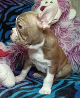 Beau, a male Frenchton for sale in Elberta, AL – 7 of 10