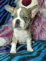 Dolly , a female Frenchton for sale in Elberta, AL – 5 of 9