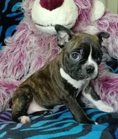 Bodie, a male Frenchton for sale in Elberta, AL – 5 of 8