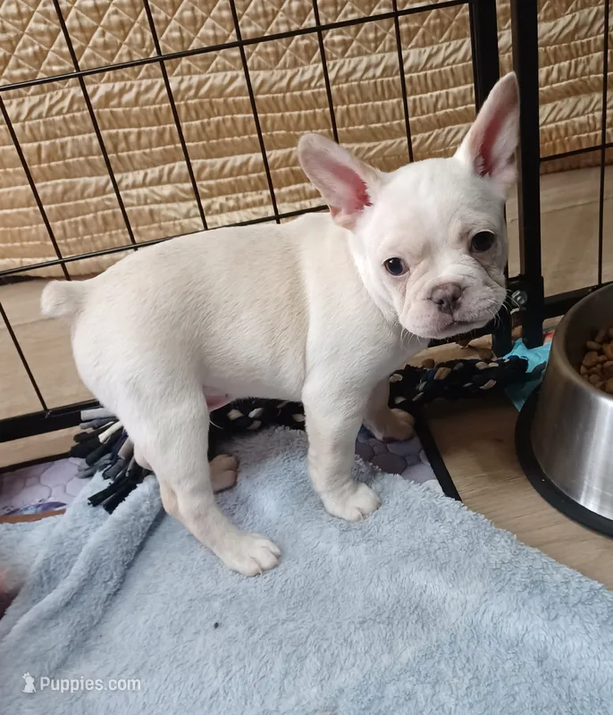 Moony – Frenchton puppy for sale in Elberta, AL
