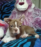 Beau, a male Frenchton for sale in Elberta, AL – 5 of 10