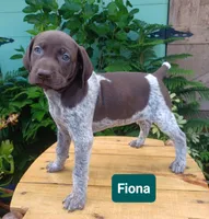 Fiona , a female German Shorthaired Pointer for sale in Elberta, AL – 3 of 8