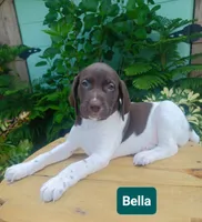 Bella, a female German Shorthaired Pointer for sale in Elberta, AL – 6 of 8