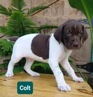 Colt, a male German Shorthaired Pointer for sale in Elberta, AL – 2 of 8
