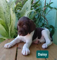 Daisy, a female German Shorthaired Pointer for sale in Elberta, AL – 5 of 7
