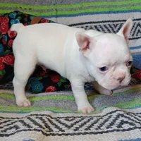 Moony, a male Frenchton for sale in Elberta, AL – Photo 10 of 10