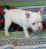 Moony, a male Frenchton for sale in Elberta, AL – Photo 10 of 10