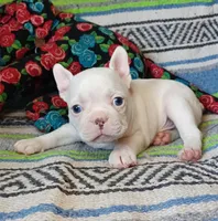 Moony, a male Frenchton for sale in Elberta, AL – Photo 9 of 10