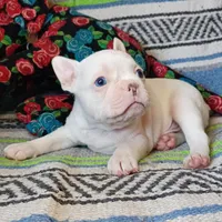 Moony, a male Frenchton for sale in Elberta, AL – Photo 4 of 10
