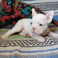 Moony, a male Frenchton for sale in Elberta, AL – Photo 1 of 10