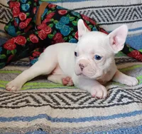 Moony, a male Frenchton for sale in Elberta, AL – Photo 1 of 10