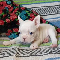 Moony, a male Frenchton for sale in Elberta, AL – Photo 8 of 10