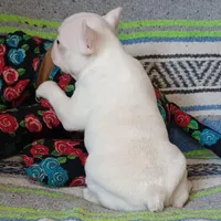 Moony, a male Frenchton for sale in Elberta, AL – Photo 2 of 10