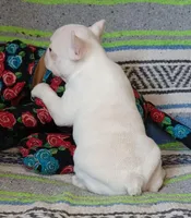 Moony, a male Frenchton for sale in Elberta, AL – Photo 2 of 10