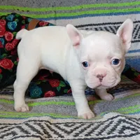 Moony, a male Frenchton for sale in Elberta, AL – Photo 7 of 10