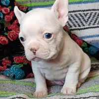Moony, a male Frenchton for sale in Elberta, AL – Photo 5 of 10