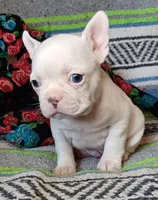 Moony, a male Frenchton for sale in Elberta, AL – Photo 5 of 10