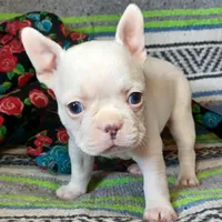 Moony, a male Frenchton for sale in Elberta, AL – Photo 6 of 10