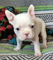 Moony, a male Frenchton for sale in Elberta, AL – Photo 6 of 10