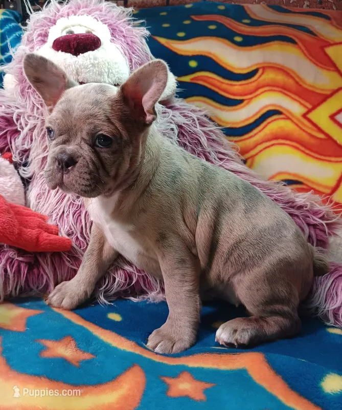 Stormy – Frenchton puppy for sale in Elberta, AL