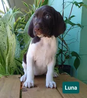 Luna, a female German Shorthaired Pointer for sale in Elberta, AL – 7 of 7