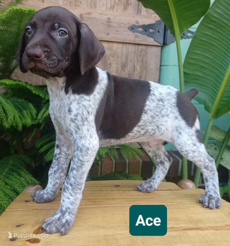 Ace – German Shorthaired Pointer puppy for sale in Elberta, AL