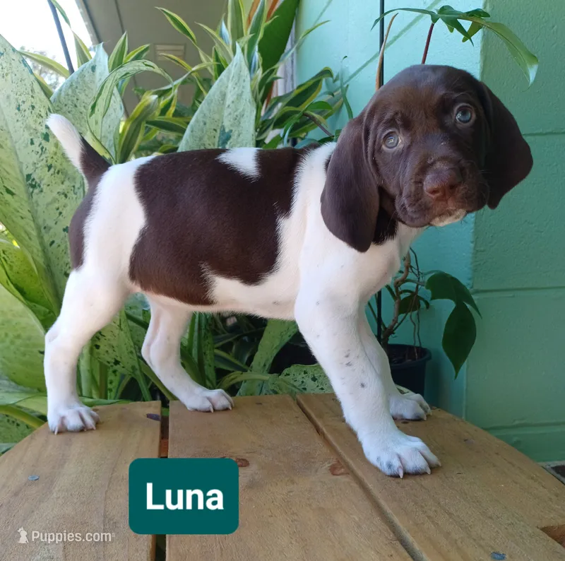 Luna, a female German Shorthaired Pointer for sale in Elberta, AL – 1 of 7