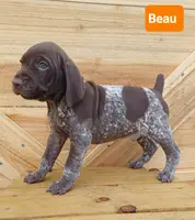 Beau, a male German Shorthaired Pointer for sale in Elberta, AL – Photo 3 of 5